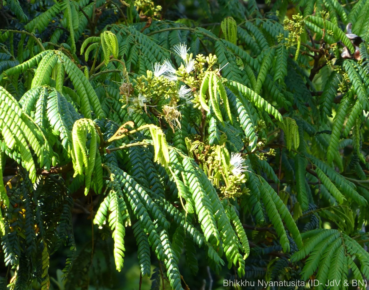 Archidendron clypearia subsp. subcoriaceum (Thwaites) I.C.Nielsen
